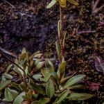 Saxifraga hirculus Çiçek