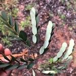 Dalbergia melanoxylon 葉