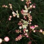 Muehlenbeckia hastulata Flor