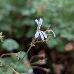 Pelargonium odoratissimum Žiedas