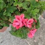 Pelargonium grandiflorum Fleur