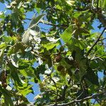 Platanus racemosa Fruit