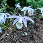 Pleione humilis Blomma