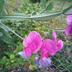 Lathyrus latifoliusFlower