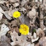 Tussilago farfaraফুল