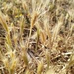 Hordeum marinum Плод