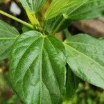 Hibiscus boryanus Blad