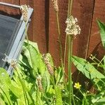 Plantago argentea