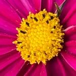 Cosmos bipinnatus Fula