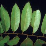 Diospyros guianensis Folha