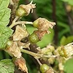 Ribes nigrum Плід