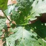 Solanum macrocarpon Leaf