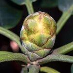 Rhododendron hippophaeoides Arall