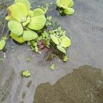 Pistia stratiotes Ліст