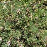 Astragalus sempervirens Květ