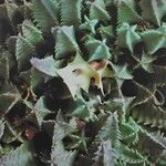 Huernia macrocarpa Žiedas