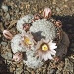 Mammillaria sanchez-mejoradae Çiçek