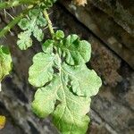 Solanum rostratum Лист