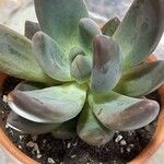 Pachyphytum kimnachii Leaf