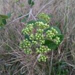 Viburnum lantana Цвят