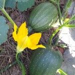 Cucurbita pepo Flor