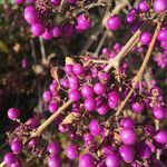 Callicarpa americana ഫലം