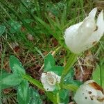 Cephalanthera longifolia Blomst