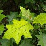 Solanum stramoniifolium Leaf