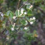 Syzygium deplanchei Hábito