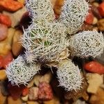 Mammillaria gracilis Hostoa