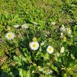 Bellis annuaFlor