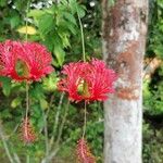 Hibiscus schizopetalus Floare