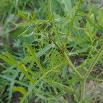 Erucaria hispanica Hábito
