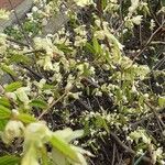 Corylopsis pauciflora ശീലം