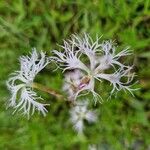 Dianthus superbus ফুল