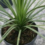 Cordyline indivisa অভ্যাস