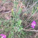 Epilobium hirsutum Folio
