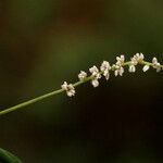 Celosia trigyna പുഷ്പം