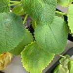 Salvia tiliifolia Leaf