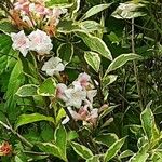 Weigela florida 花