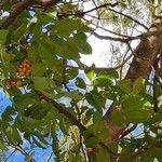 Harpullia arborea Fruit