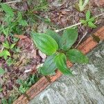 Miconia crenata 葉