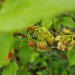 Vaccinium pallidum Flower