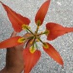 Lilium catesbaei ফুল