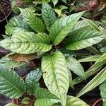 Dorstenia elata Leaf