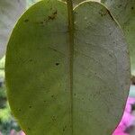 Rhododendron orbiculare List