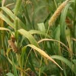 Setaria italica Blatt