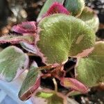 Saxifraga stolonifera Blad