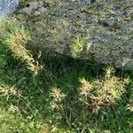 Poa bulbosa Libunga