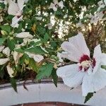 Hibiscus syriacusCvet